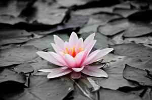 pink and white lotus flower